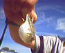 BlowFish's Avatar