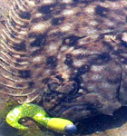 chris_lemess's Avatar