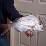 ozbreamer's Avatar