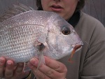 Bream Addict's Avatar