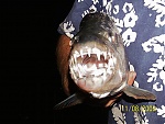 matabeles's Avatar