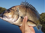 fishnuts's Avatar