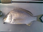 Bream23's Avatar
