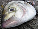 little_fish's Avatar