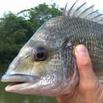 yackfisher's Avatar