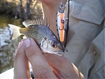 Cod-Fish's Avatar