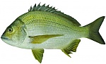 BazzoFisherman's Avatar