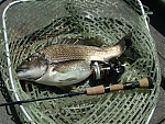 Tassiebream's Avatar