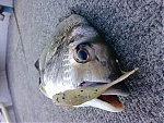 bream bloke's Avatar