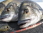 Stick Minnow's Avatar