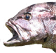 Riggers's Avatar