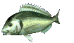 fishing addict's Avatar