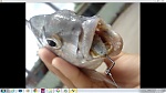 FishermanDavo.'s Avatar
