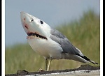 yellaterra's Avatar