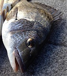 Fish-on's Avatar